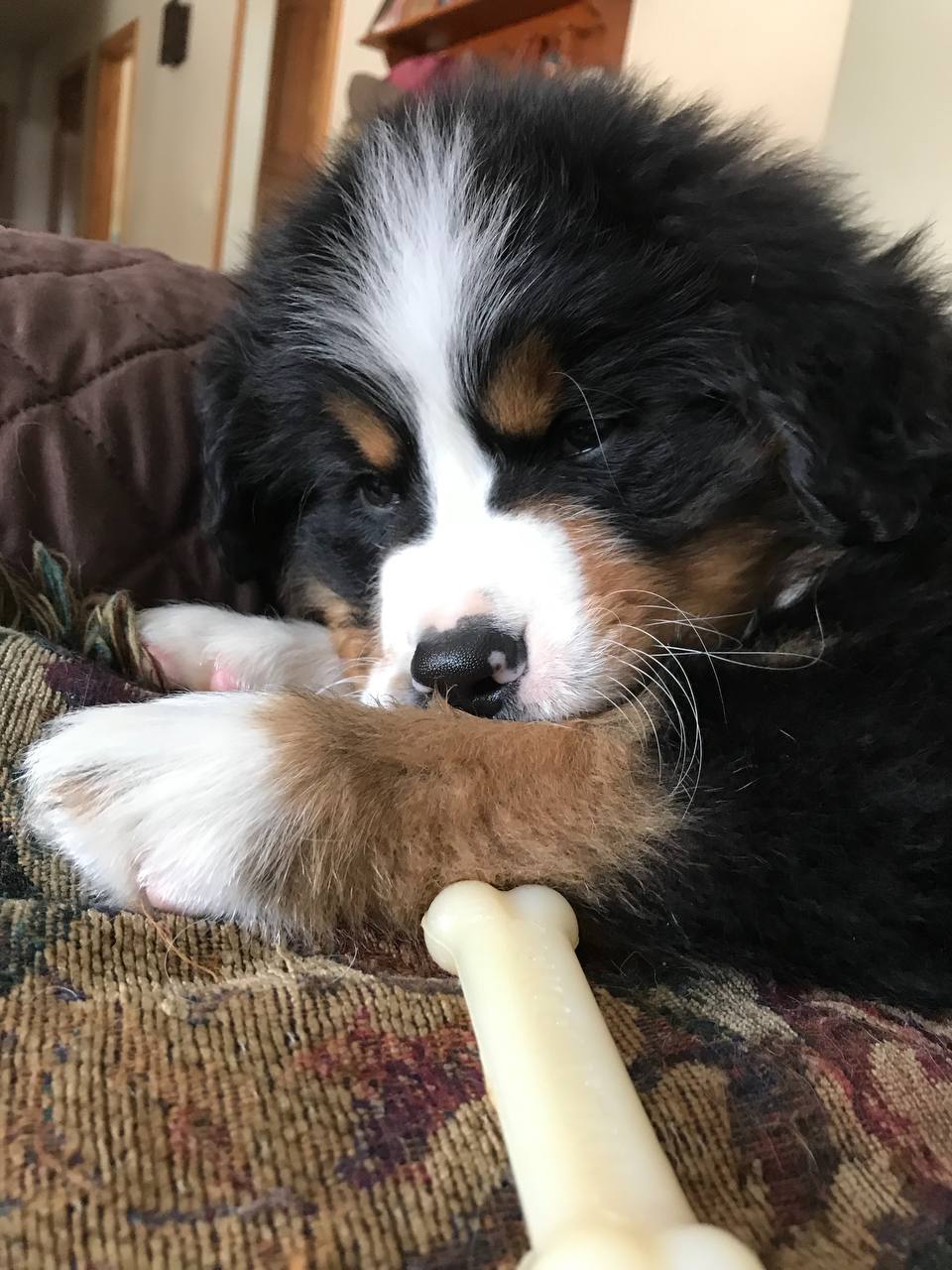Bramble, a male Bernese Mountain Dog puppy, photo 1