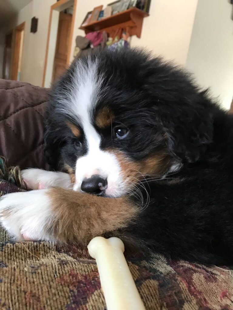Bramble, a male Bernese Mountain Dog puppy, photo 2