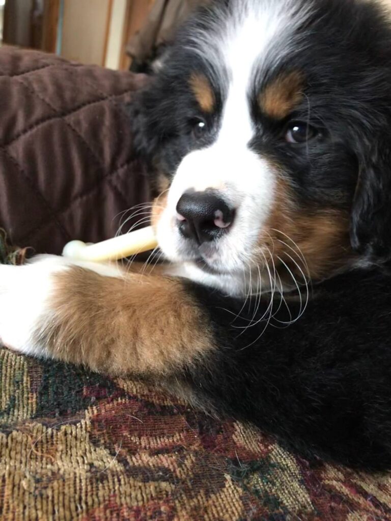 Bramble, a male Bernese Mountain Dog puppy, photo 3