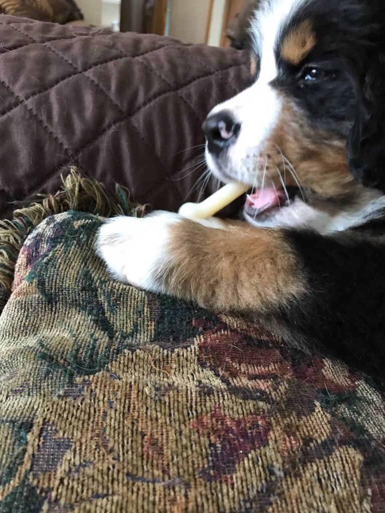Bramble, a male Bernese Mountain Dog puppy, photo 4