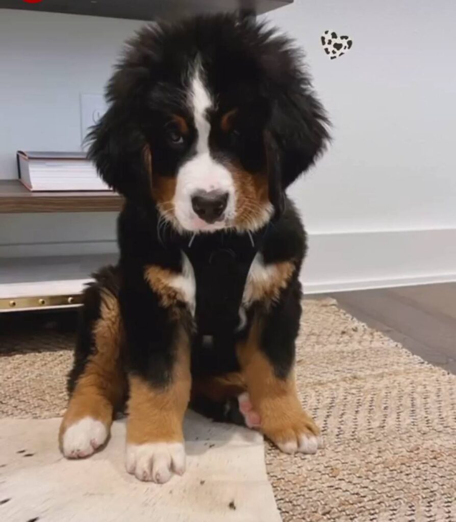 Otto, a male Bernese Mountain Dog puppy, photo 1
