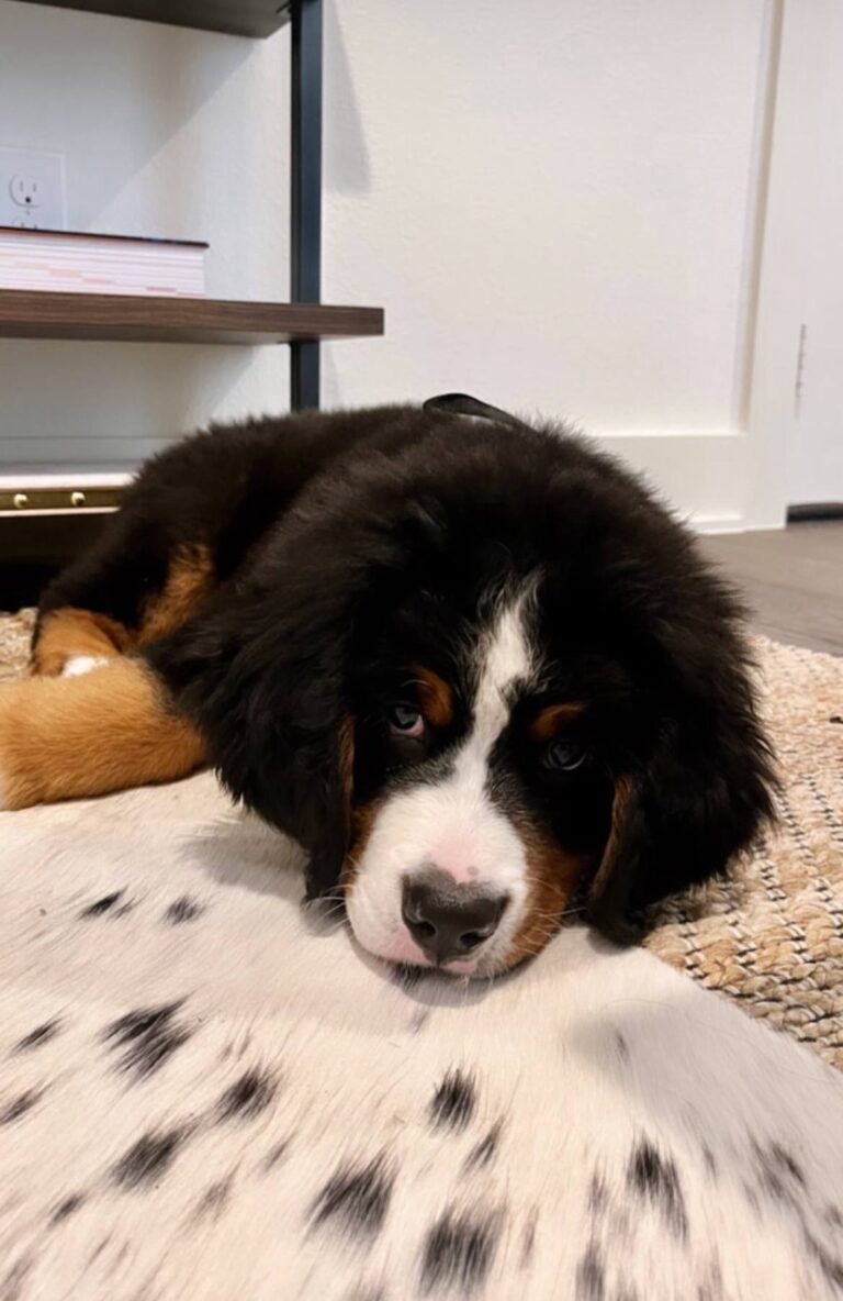 Otto, a male Bernese Mountain Dog puppy, photo 2