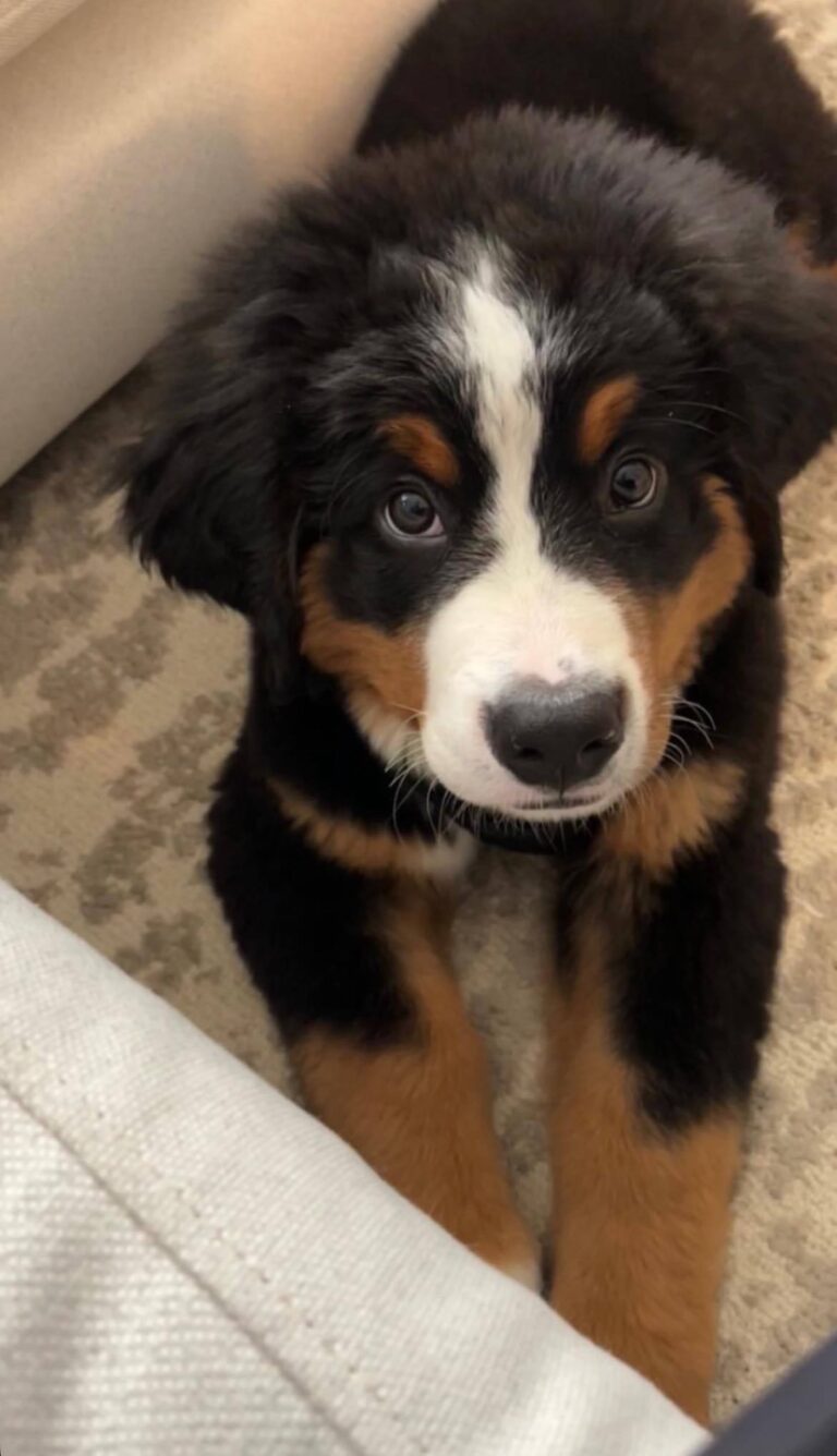 Otto, a male Bernese Mountain Dog puppy, photo 3
