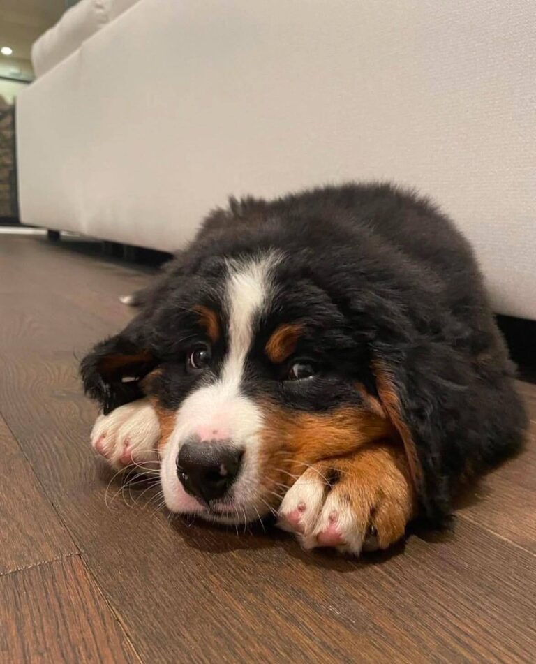 Otto, a male Bernese Mountain Dog puppy, photo 4