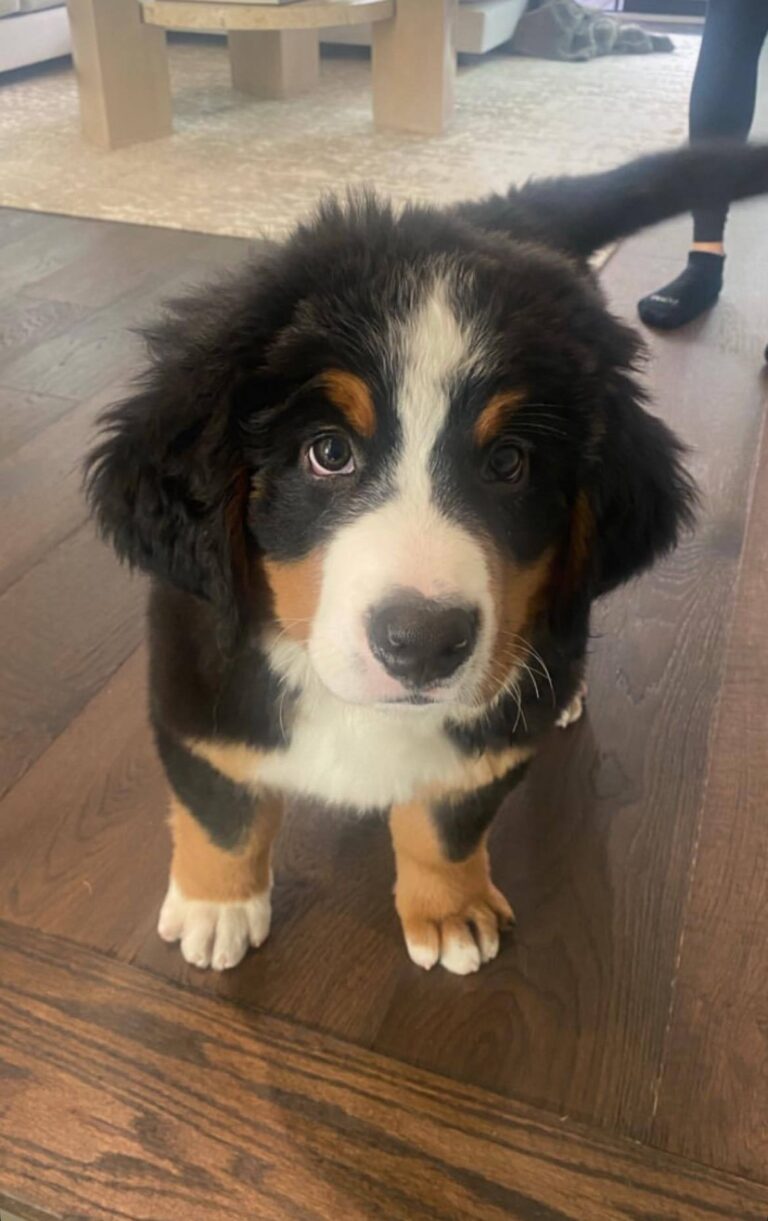 Otto, a male Bernese Mountain Dog puppy, photo 5