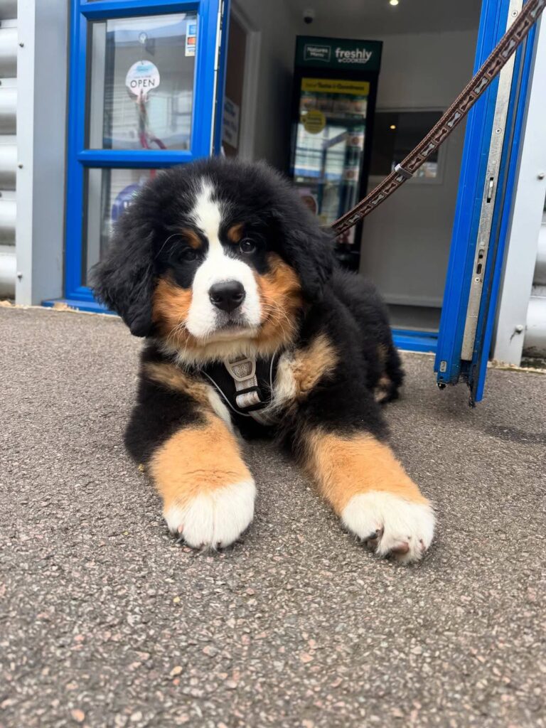 Willow, a female Bernese Mountain Dog puppy, photo 1