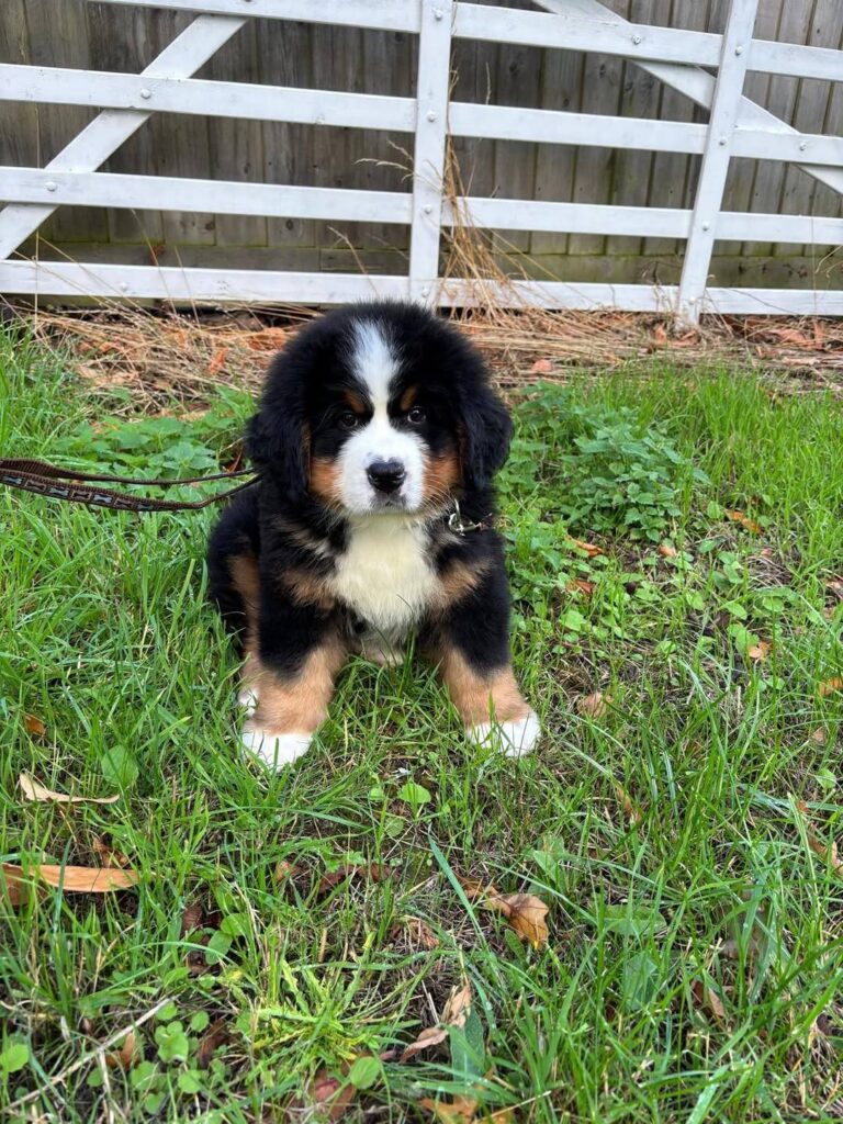 Willow, a female Bernese Mountain Dog puppy, photo 2