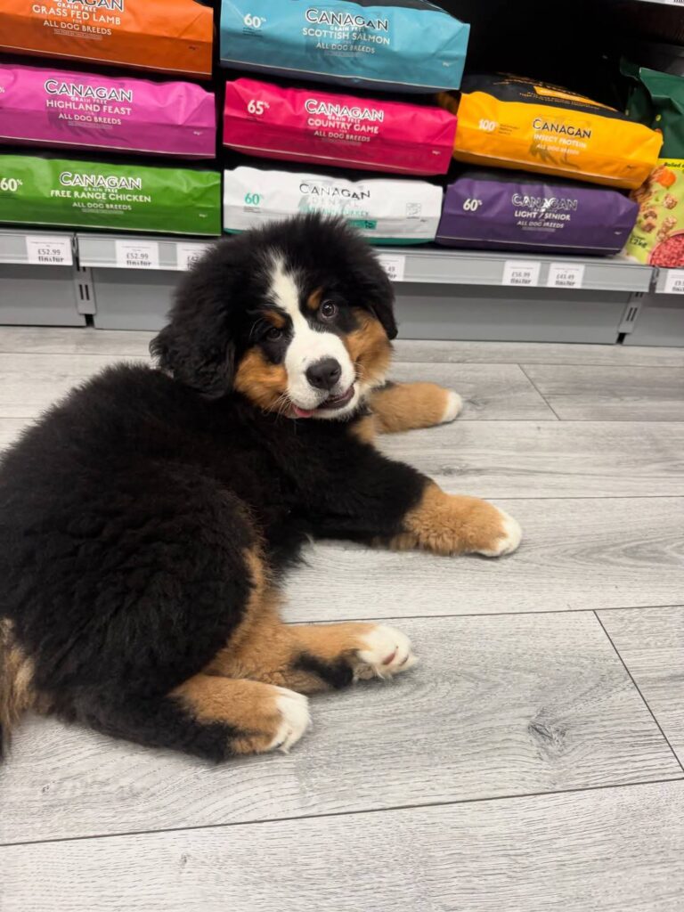 Willow, a female Bernese Mountain Dog puppy, photo 3