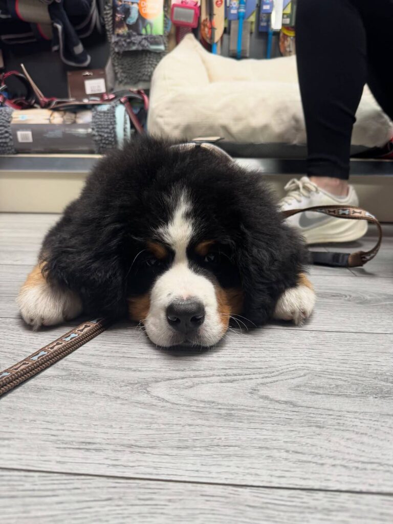 Willow, a female Bernese Mountain Dog puppy, photo 4