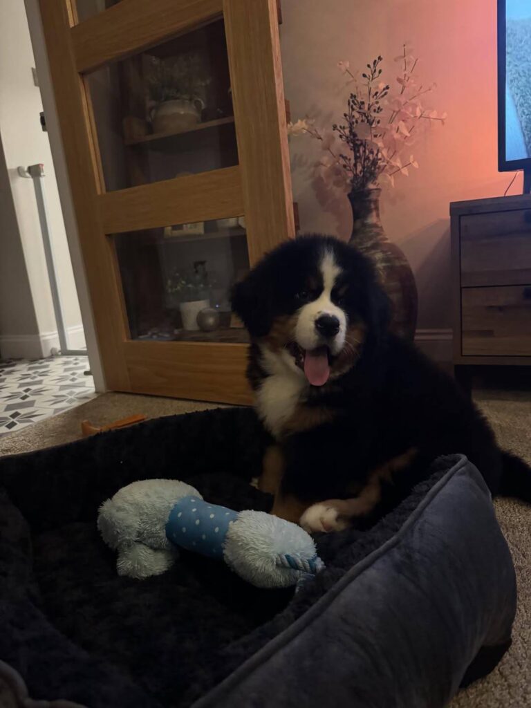 Maple, a female Bernese Mountain Dog puppy, photo 1