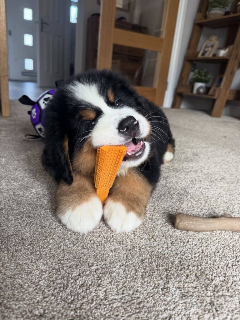 Maple, a female Bernese Mountain Dog puppy, photo 2