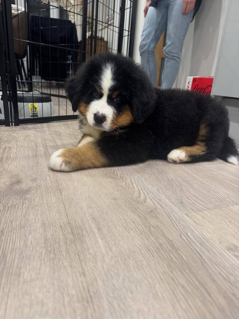 Maple, a female Bernese Mountain Dog puppy, photo 3