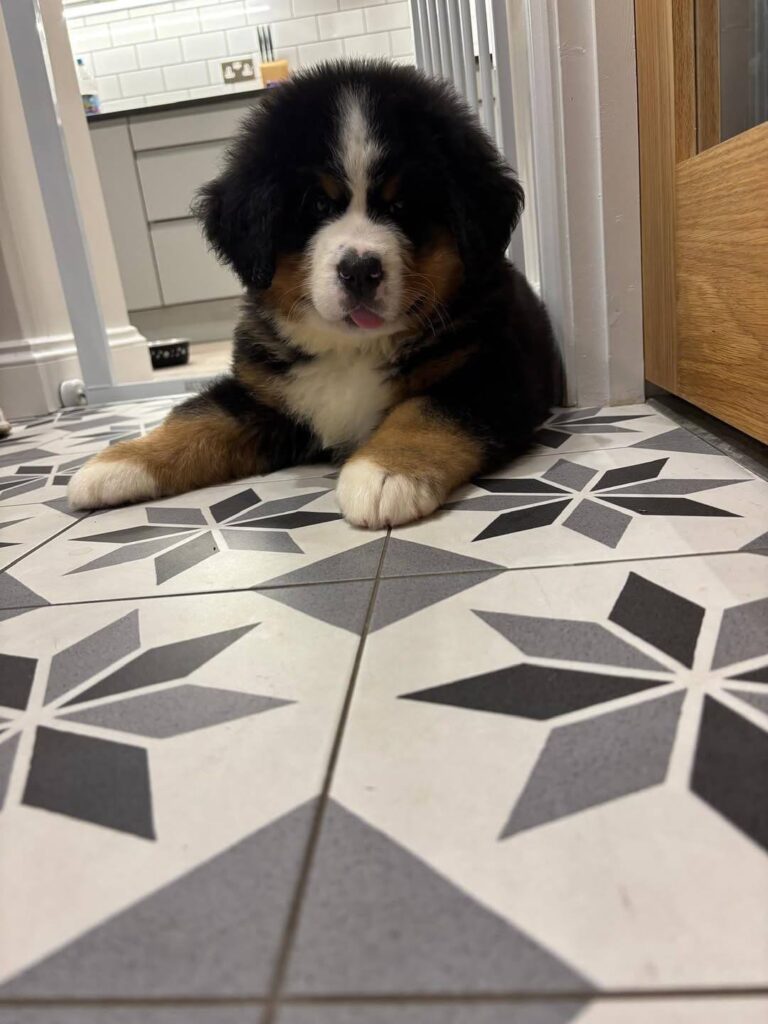 Maple, a female Bernese Mountain Dog puppy, photo 4