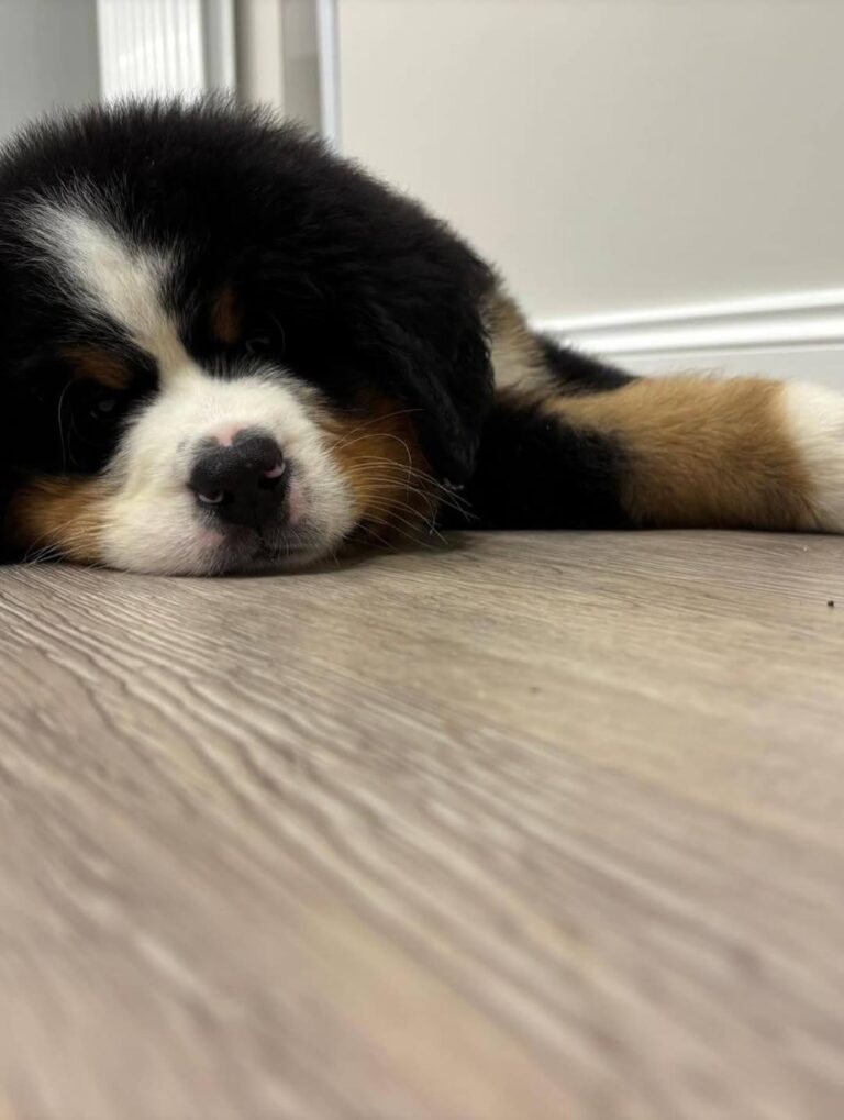 Maple, a female Bernese Mountain Dog puppy, photo 5