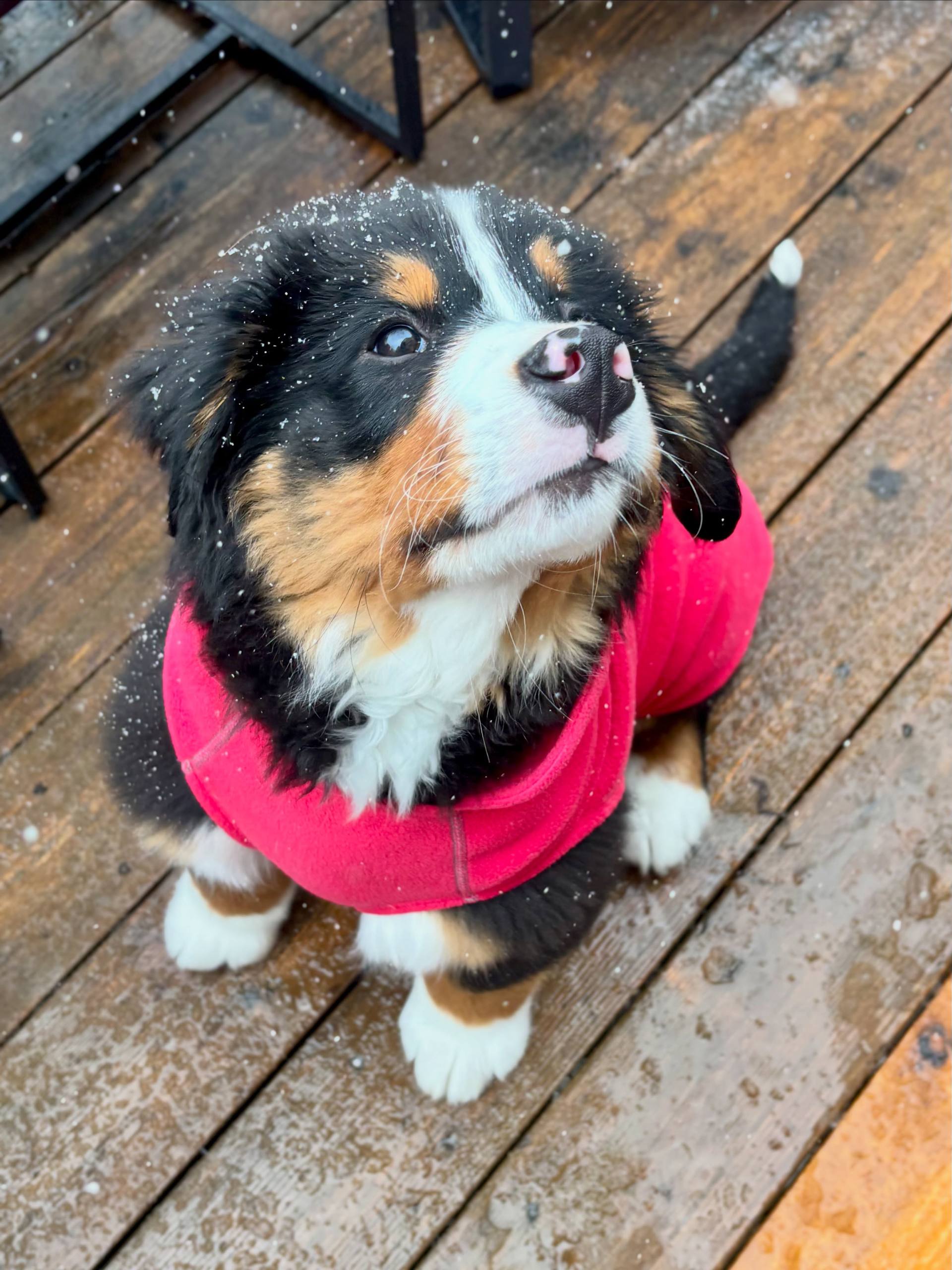 Juniper, a female Bernese Mountain Dog puppy, photo 1
