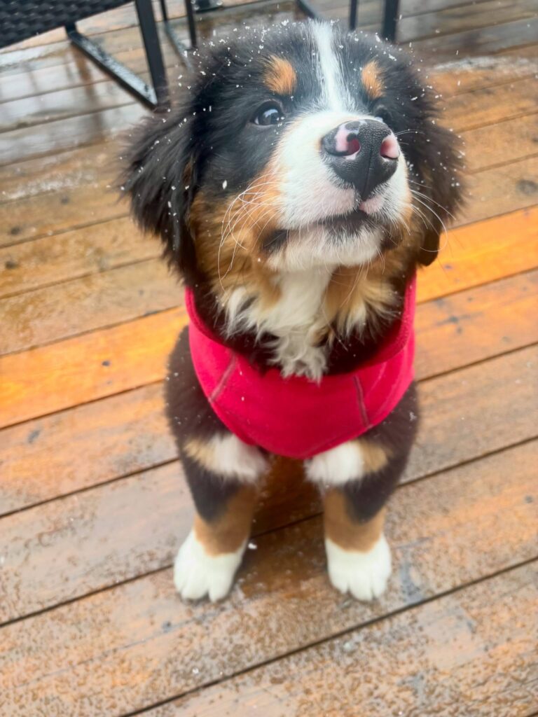 Juniper, a female Bernese Mountain Dog puppy, photo 2