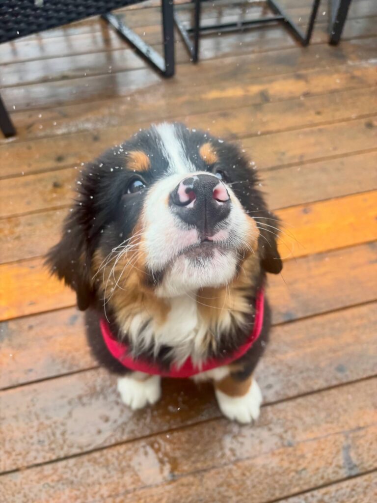 Juniper, a female Bernese Mountain Dog puppy, photo 3