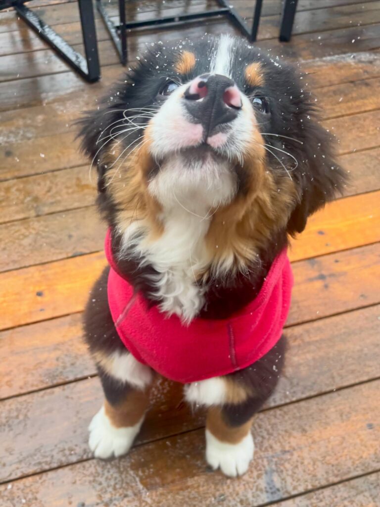 Juniper, a female Bernese Mountain Dog puppy, photo 4