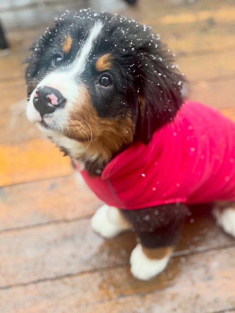 Juniper, a female Bernese Mountain Dog puppy, photo 5