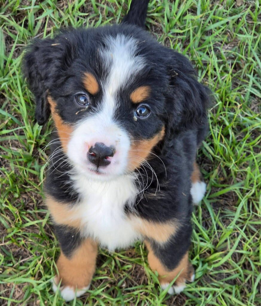 Hazel, a female Bernese Mountain Dog puppy, photo 1