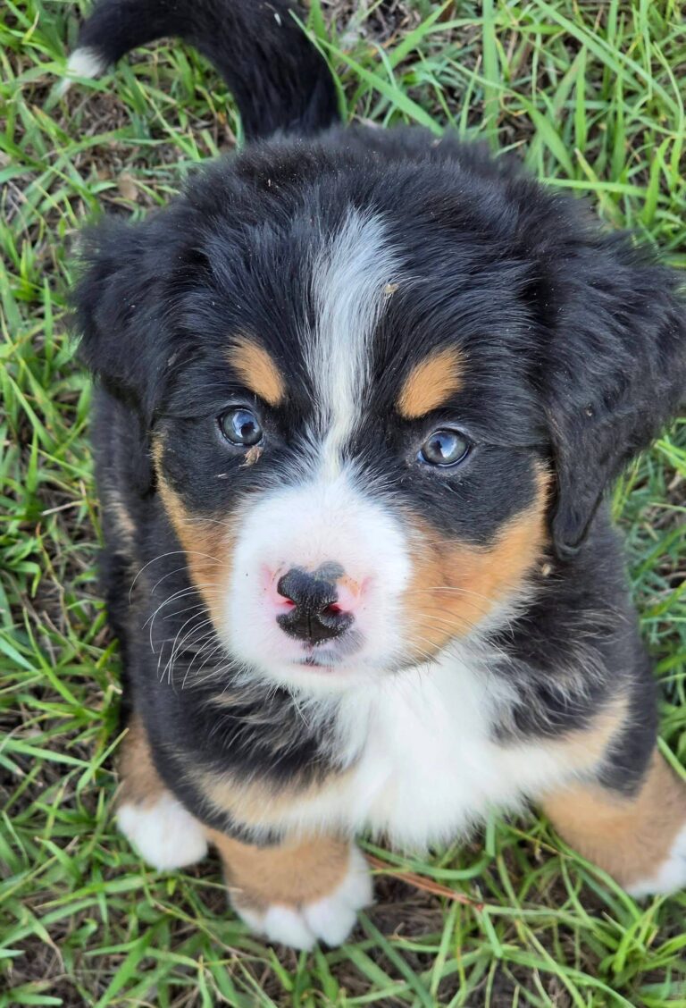 Hazel, a female Bernese Mountain Dog puppy, photo 2