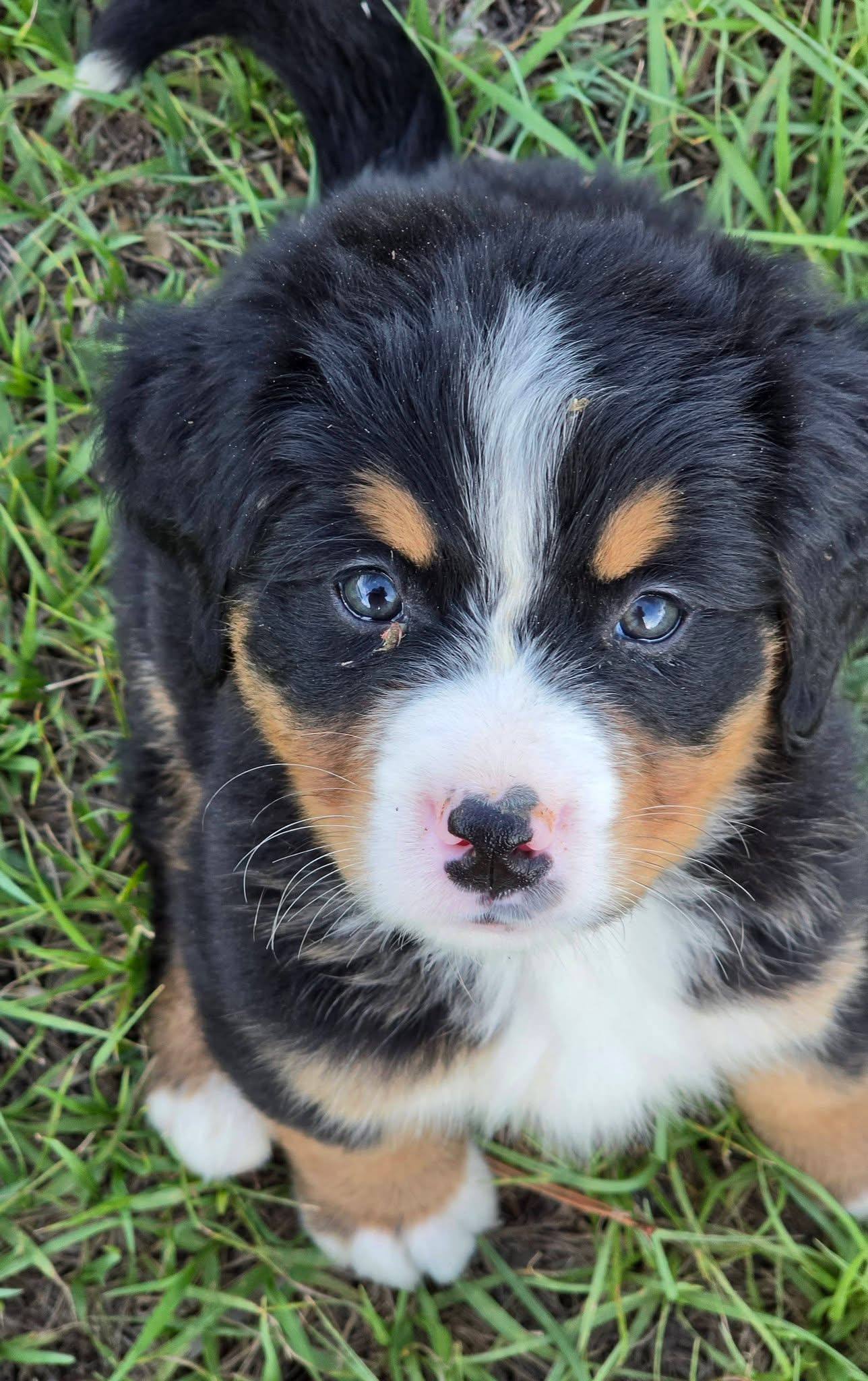 Hazel, a female Bernese Mountain Dog puppy, photo 3