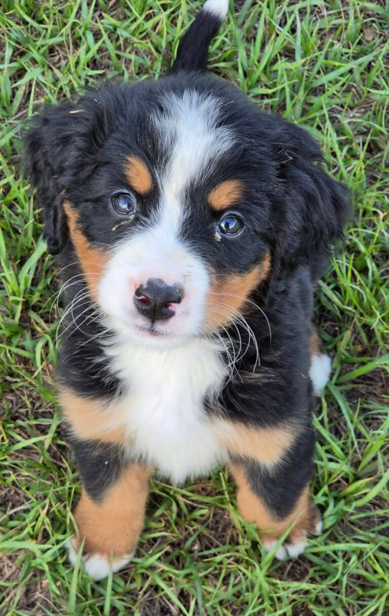 Hazel, a female Bernese Mountain Dog puppy, photo 4