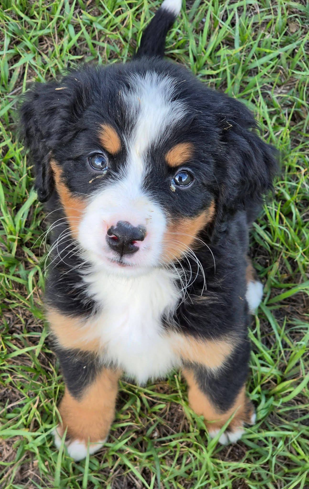 Hazel, a female Bernese Mountain Dog puppy, photo 4