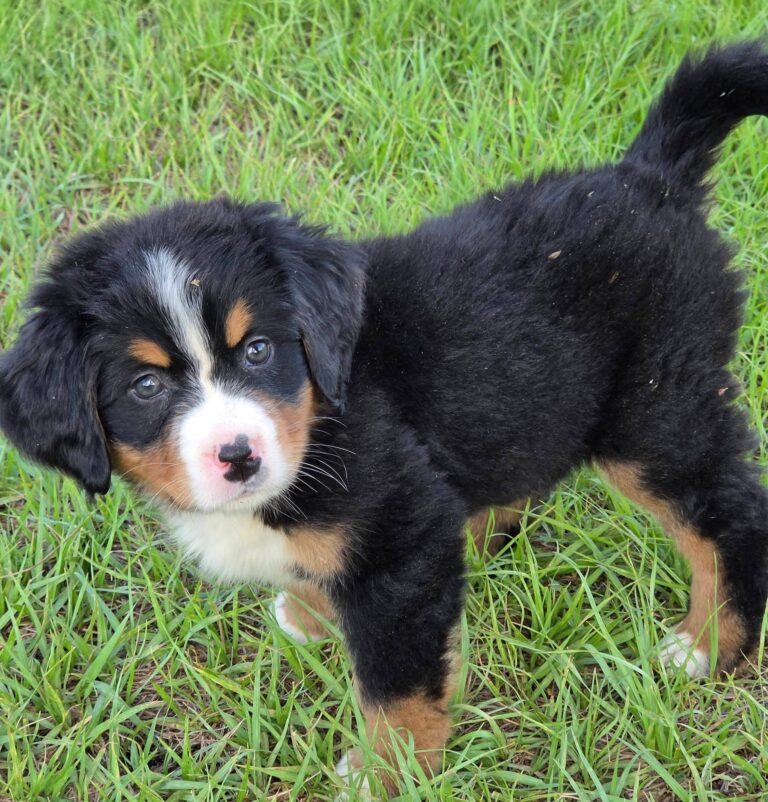 Hazel, a female Bernese Mountain Dog puppy, photo 5