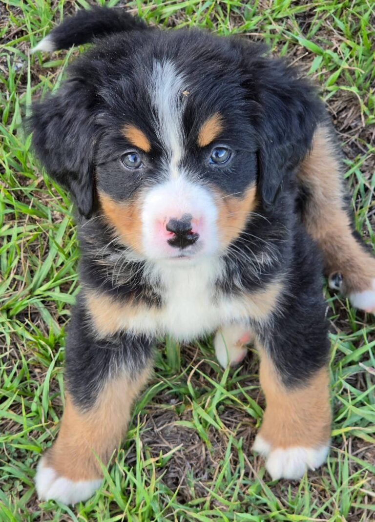Hazel, a female Bernese Mountain Dog puppy, photo 6