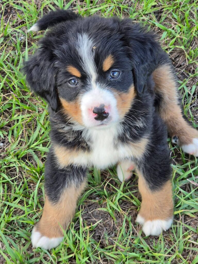 Hazel, a female Bernese Mountain Dog puppy, photo 7