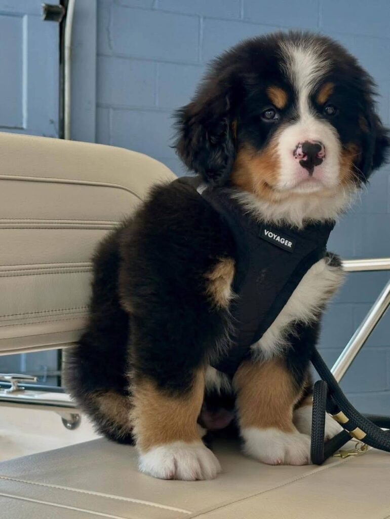 Finn, a male Bernese Mountain Dog puppy, photo 1
