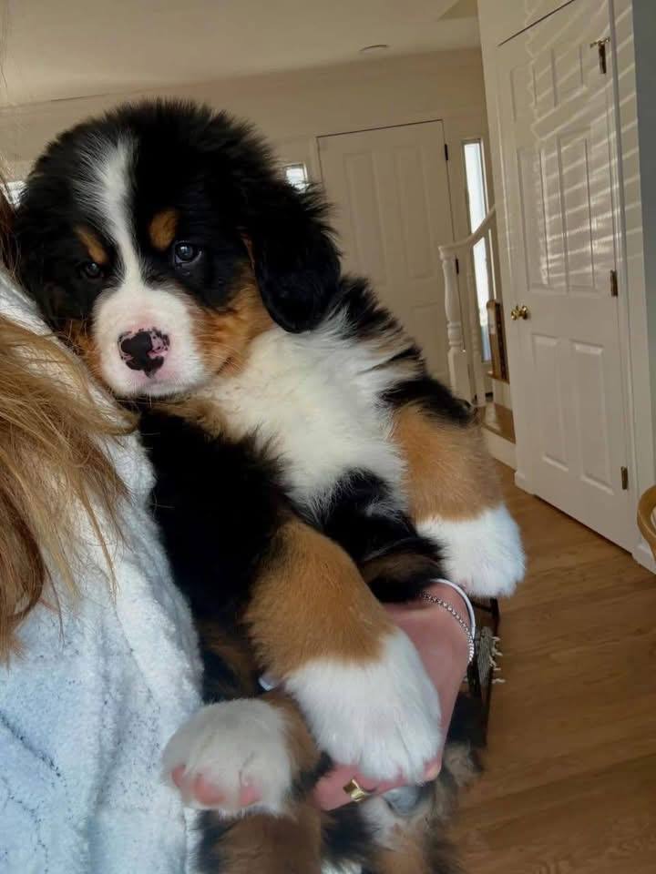 Finn, a male Bernese Mountain Dog puppy, photo 2
