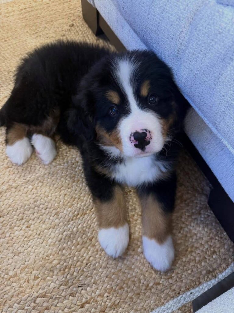 Finn, a male Bernese Mountain Dog puppy, photo 3