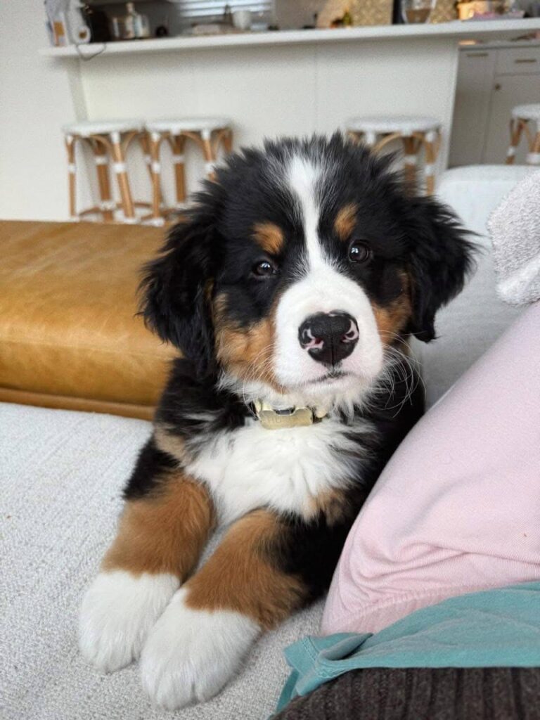 Finn, a male Bernese Mountain Dog puppy, photo 4