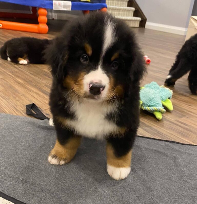 Finn, a male Bernese Mountain Dog puppy, photo 5