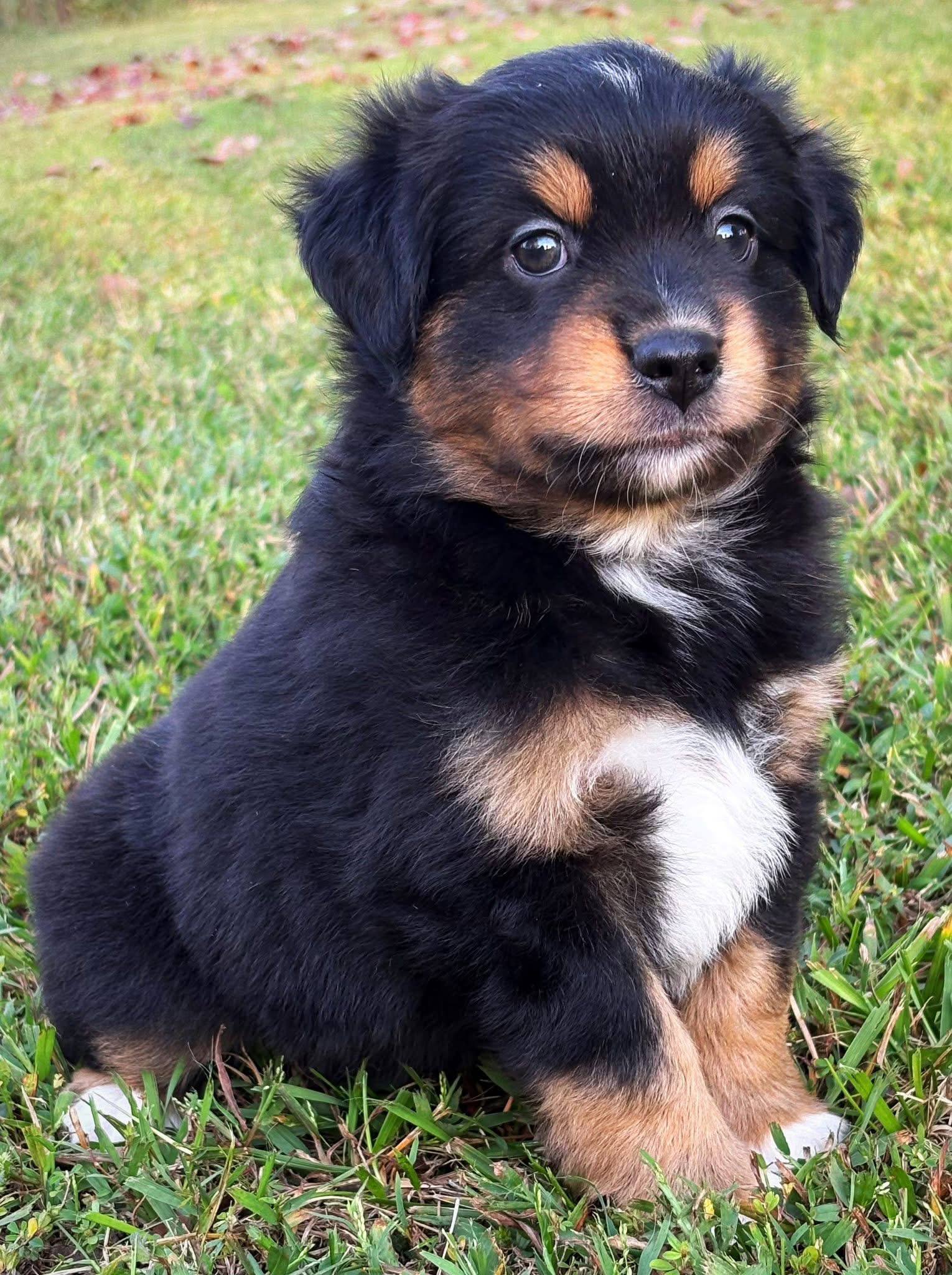 Bear, a male Bernese Mountain Dog puppy, photo 1