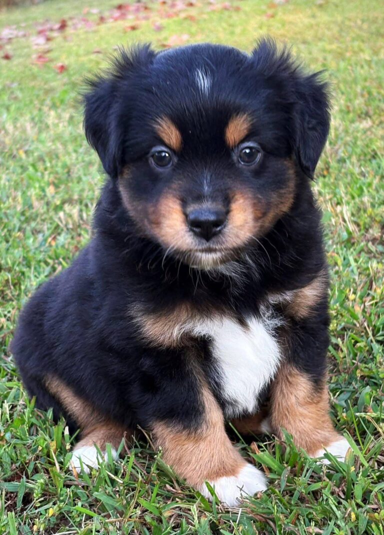 Bear, a male Bernese Mountain Dog puppy, photo 2