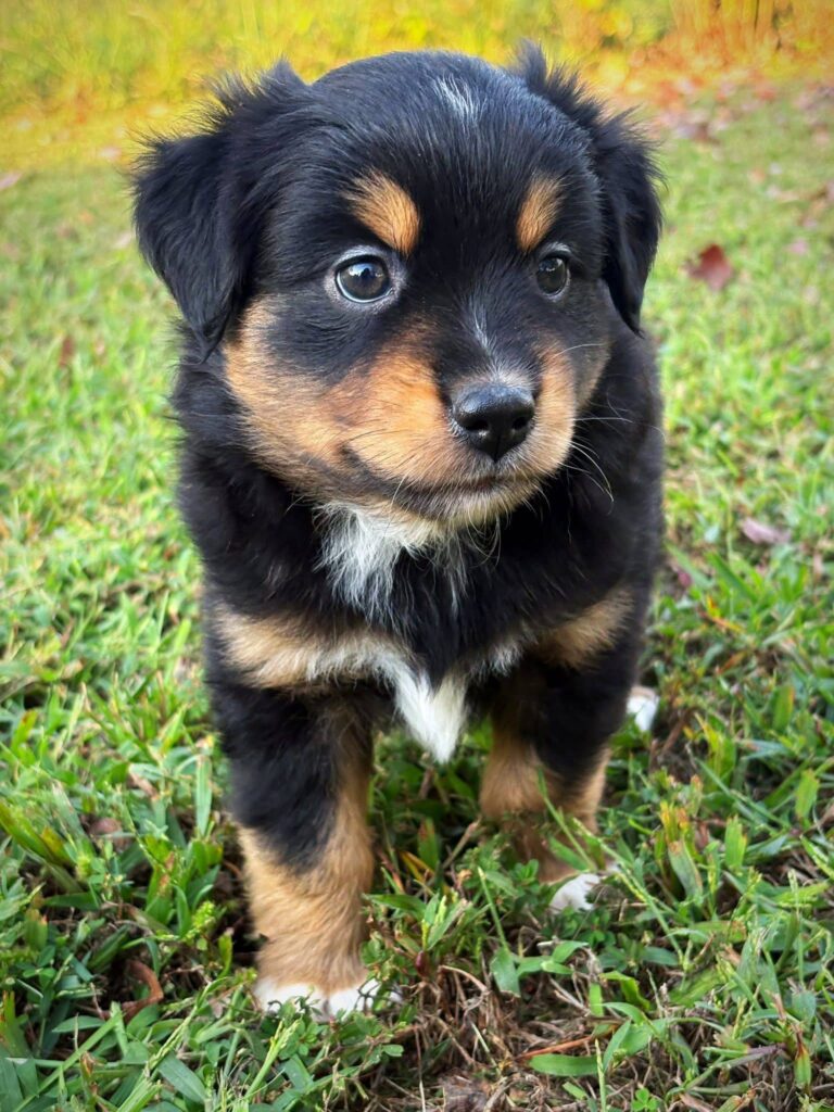 Bear, a male Bernese Mountain Dog puppy, photo 3