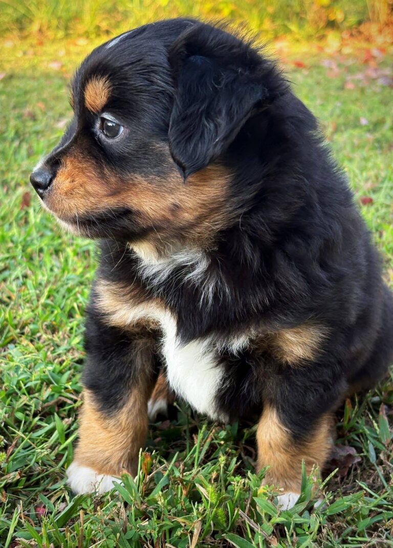 Bear, a male Bernese Mountain Dog puppy, photo 4
