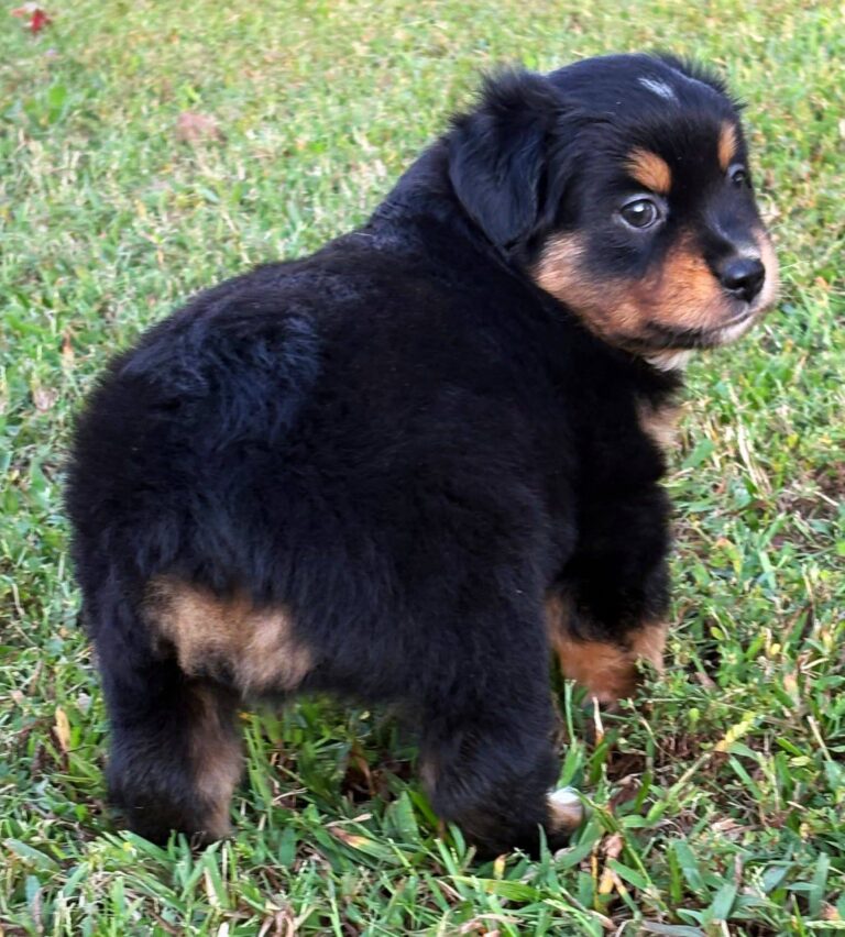 Bear, a male Bernese Mountain Dog puppy, photo 5