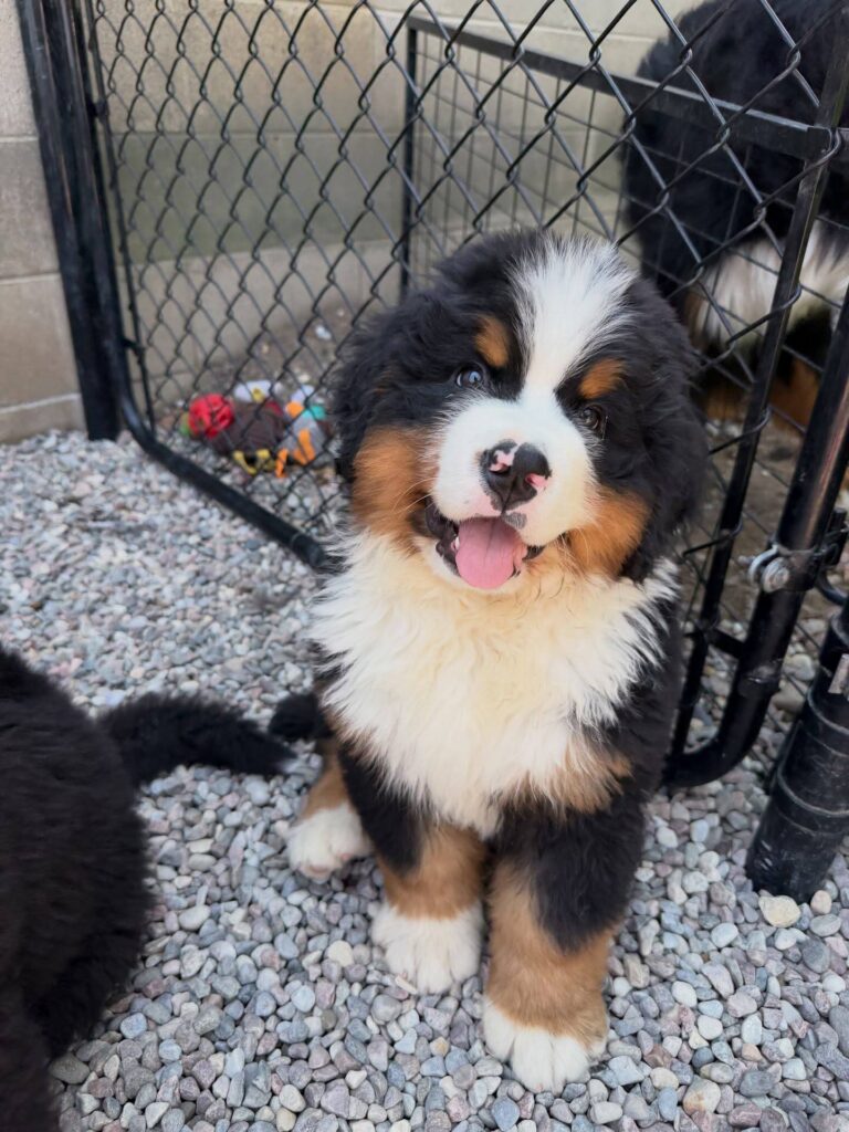 Clover, a female Bernese Mountain Dog puppy, photo 2
