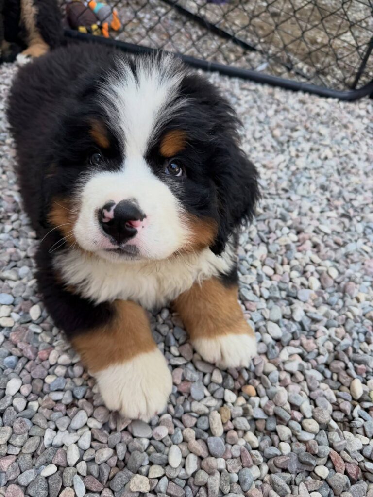 Clover, a female Bernese Mountain Dog puppy, photo 3