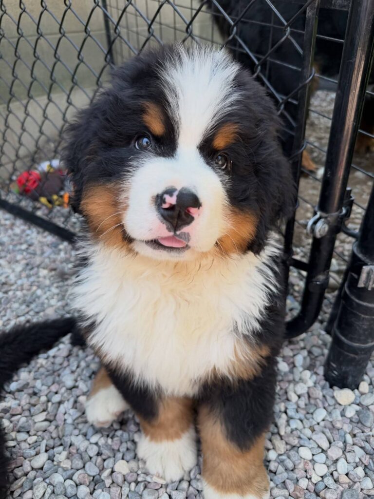 Clover, a female Bernese Mountain Dog puppy, photo 4