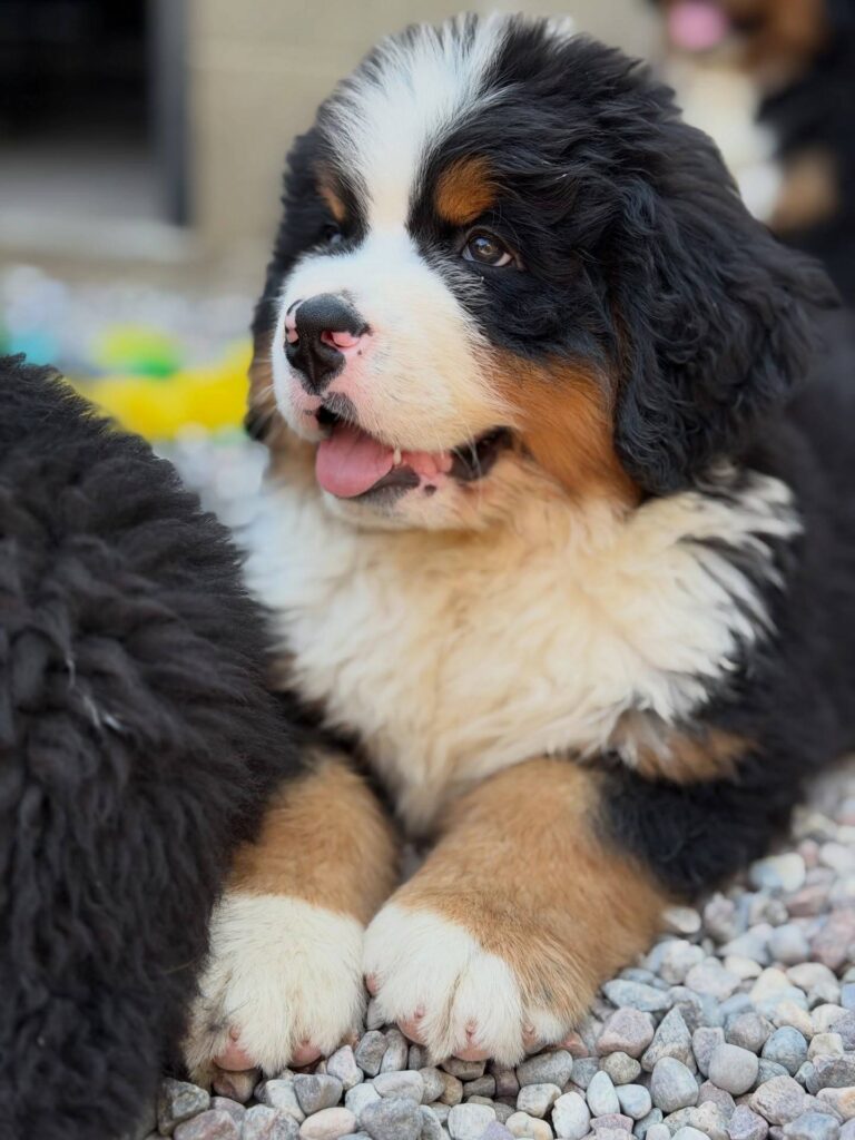 Clover, a female Bernese Mountain Dog puppy, photo 5