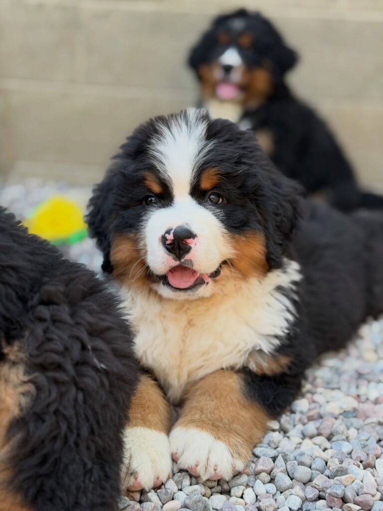 Clover, a female Bernese Mountain Dog puppy, photo 6