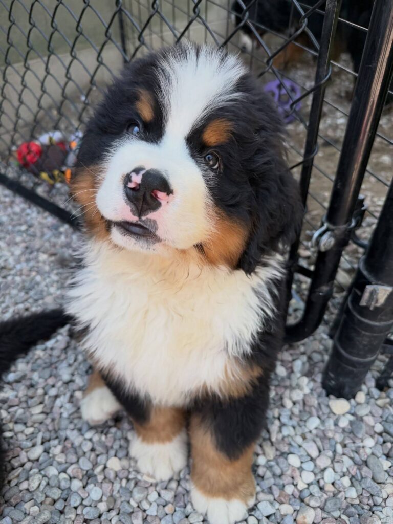 Clover, a female Bernese Mountain Dog puppy, photo 7
