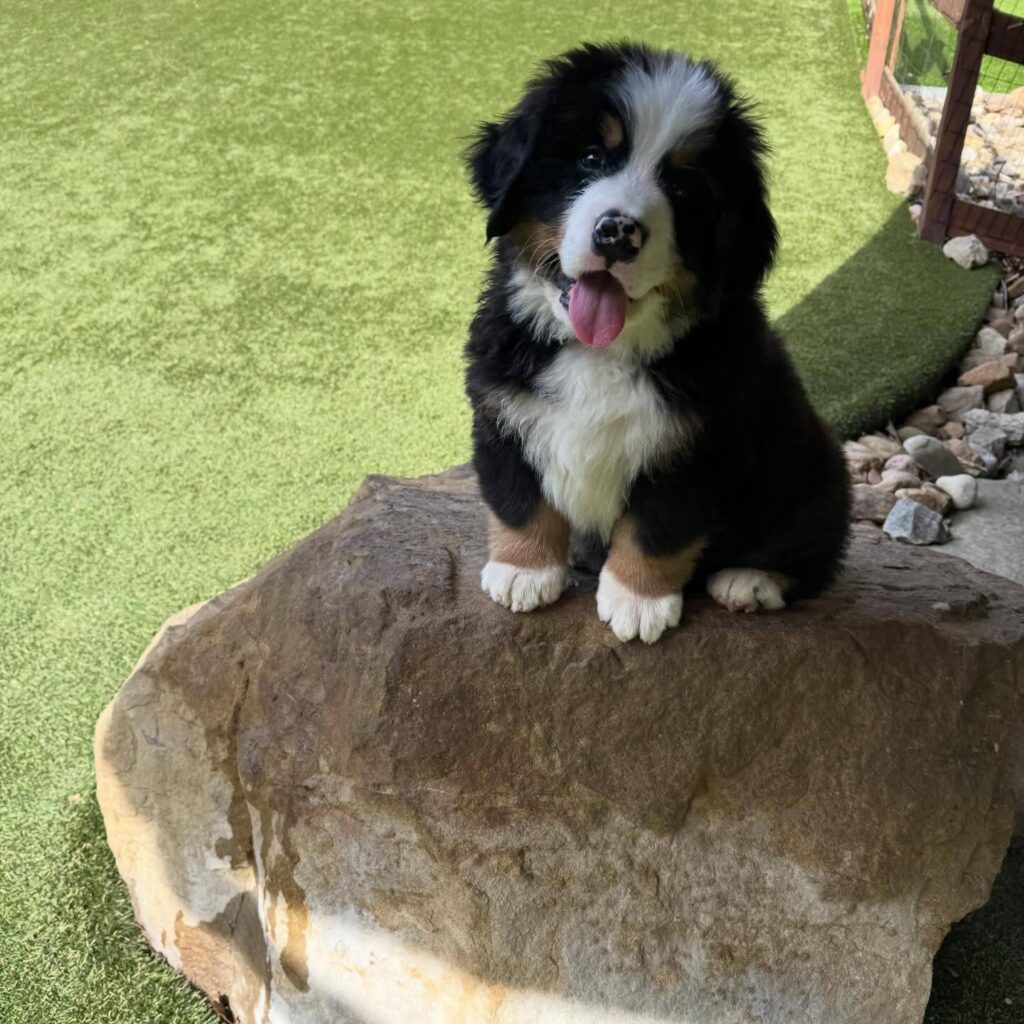 Rufus, a male Bernese Mountain Dog puppy, photo 1