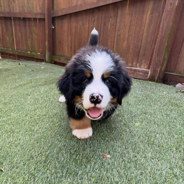 Rufus, a male Bernese Mountain Dog puppy, photo 2