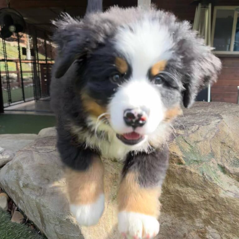 Rufus, a male Bernese Mountain Dog puppy, photo 3
